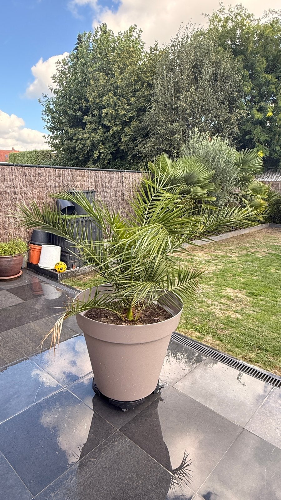 Phoenix canariensis, Jardin & Terrasse, Plantes | Arbres, En pot, 100 à 250 cm, Plein soleil, Enlèvement