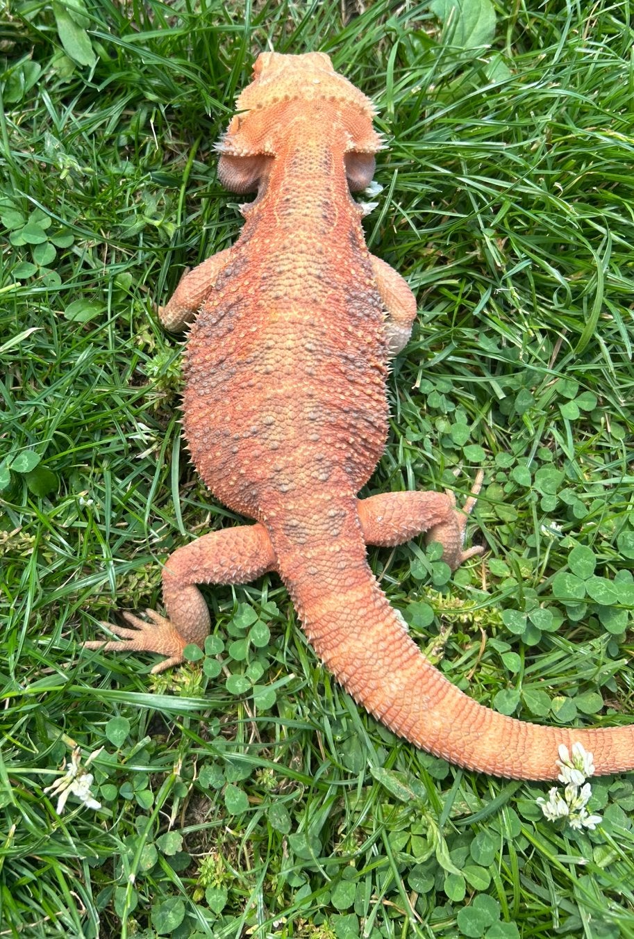 Translucent High Red, tiger, poss bleu bar, Dieren en Toebehoren, Hagedis, Tam, 0 tot 2 jaar