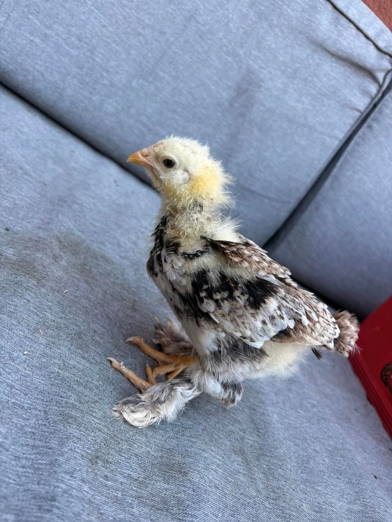 Duitse favorelle hen, Dieren en Toebehoren