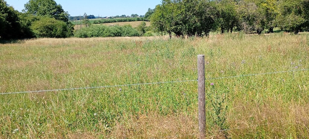Op zoek naar pony/paard, Dieren en Toebehoren, Paarden, Meerdere dieren, Niet van toepassing