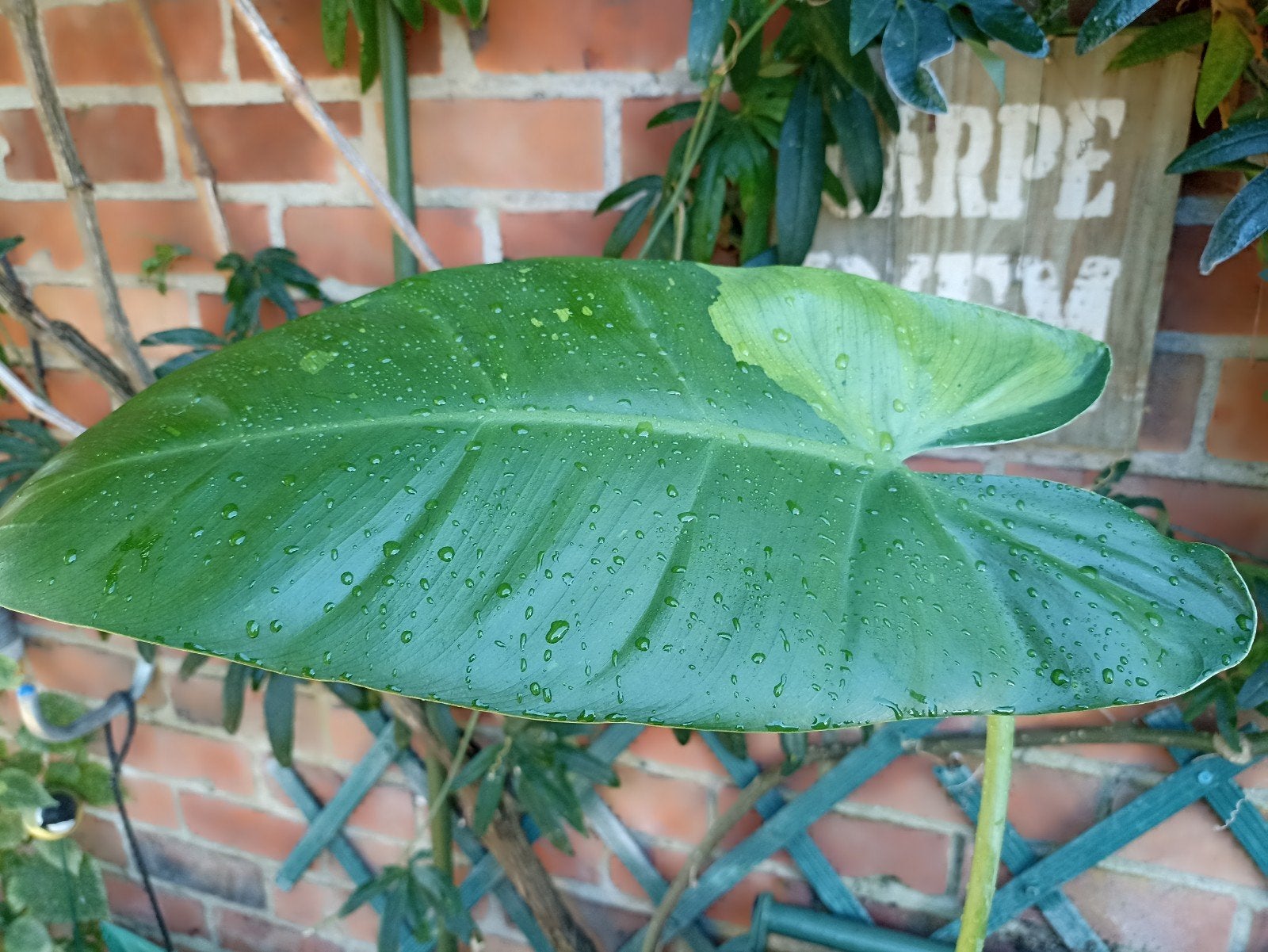 Philodendron José Buono 2, Groene kamerplant, Ophalen, Halfschaduw, Minder dan 100 cm