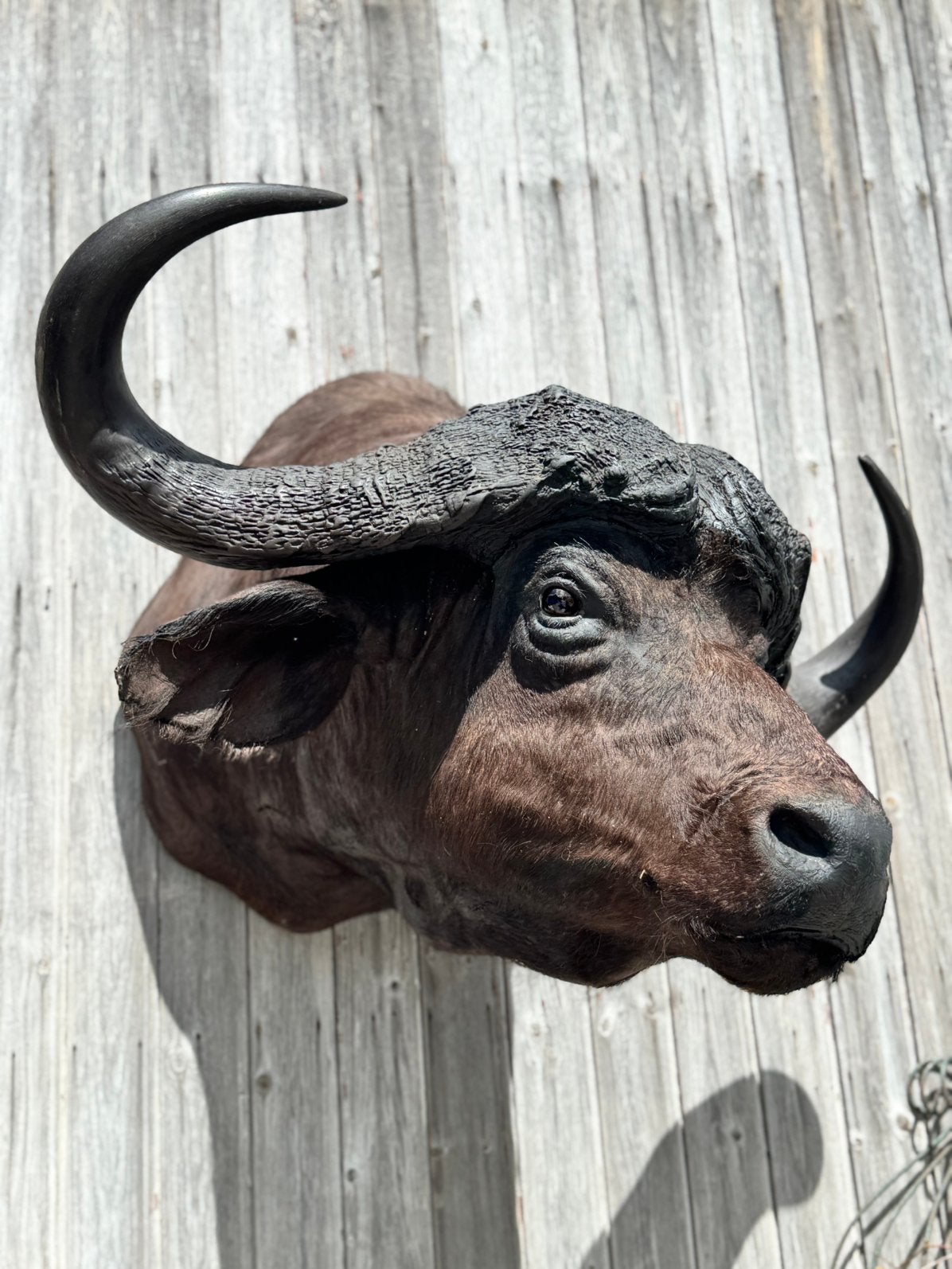 Taxidermie de Cape Buffalo, Collections, Collections Animaux, Comme neuf, Enlèvement