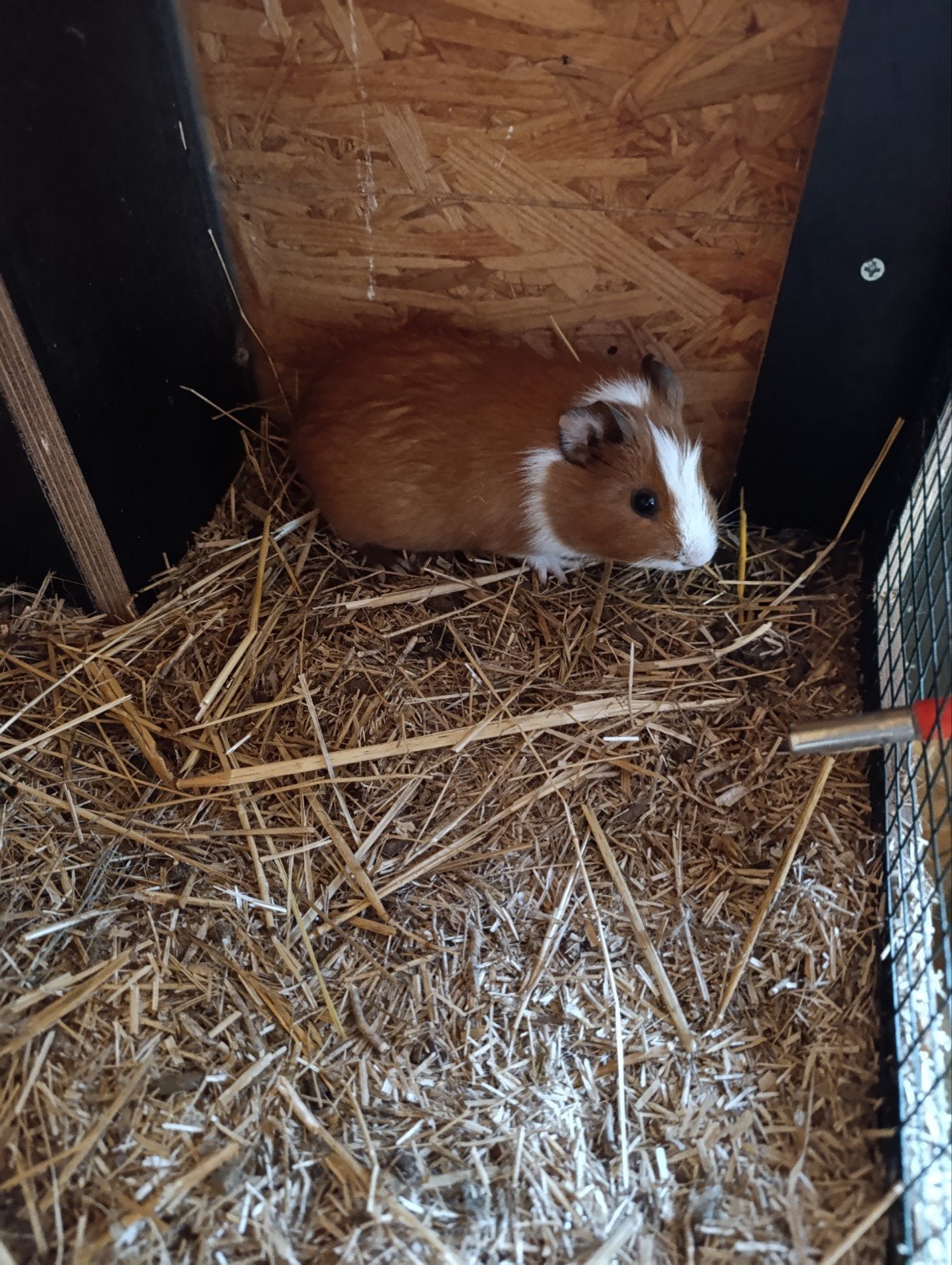 jonge cavia beertje, Dieren en Toebehoren, Augustus, Cavia