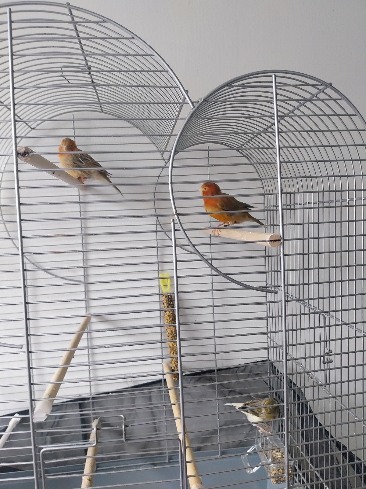 mooie vogels kanaries (20€ per stuk)
