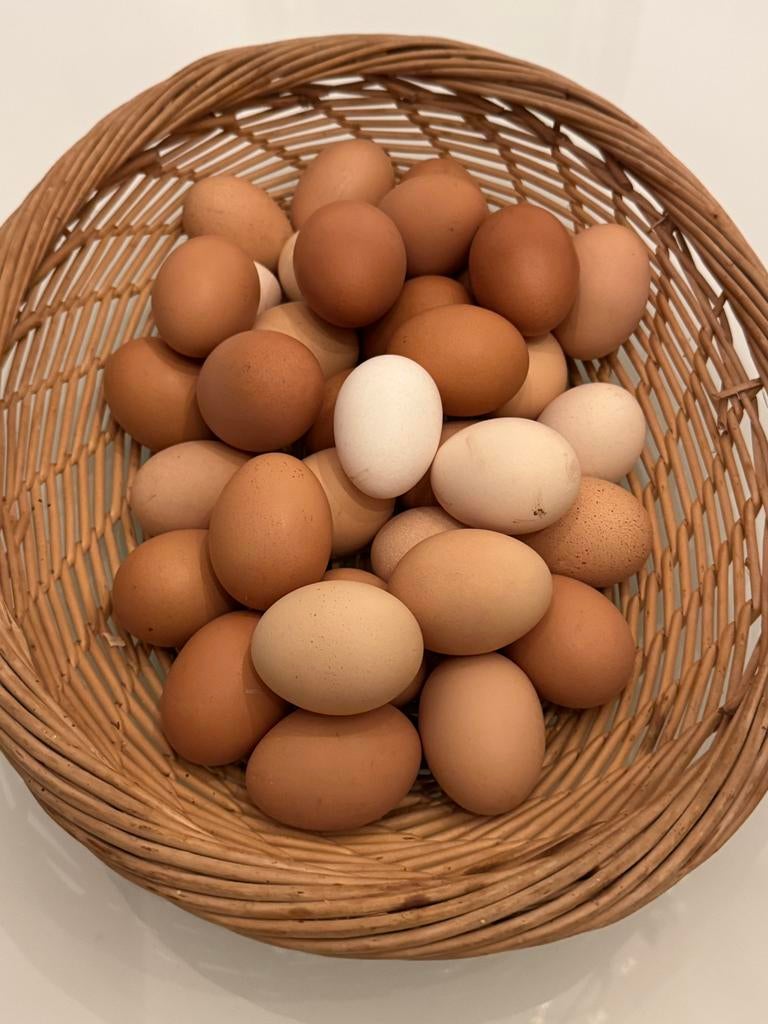 Œufs FRAIS et BIO de poules élevées au jardin, Ophalen, Zo goed als nieuw