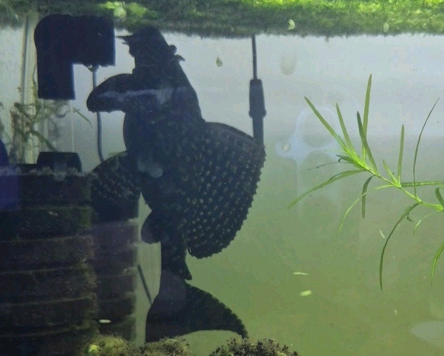 pleco, Animaux & Accessoires, Mars, Femelle