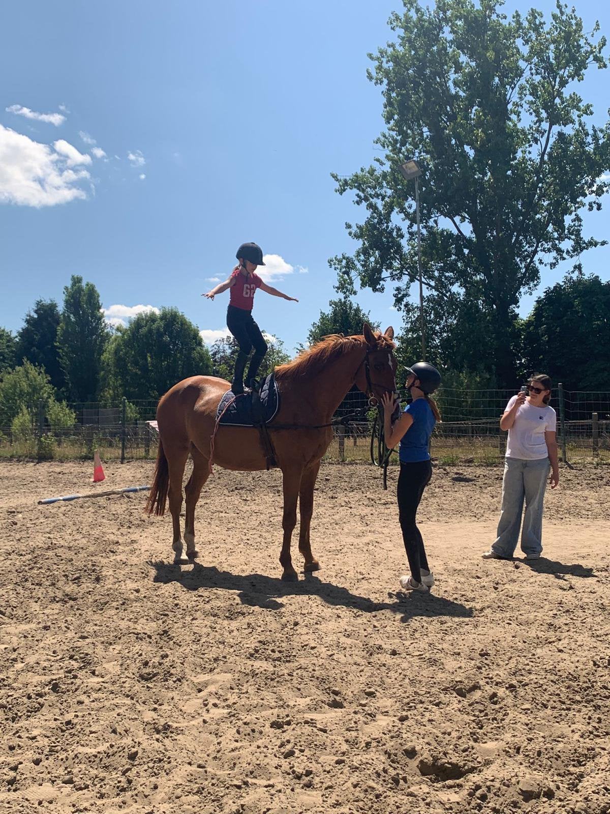 Kinderpaard / fokmerrie / recreatiepaard, Dieren en Toebehoren, Recreatiepaard