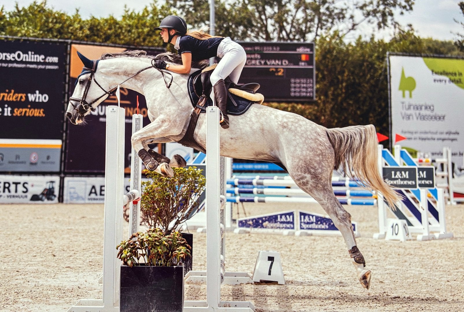 6-jarige Zangersheide merrie, Dieren en Toebehoren, Merrie, Springpaard, Met stamboom, 3 tot 6 jaar