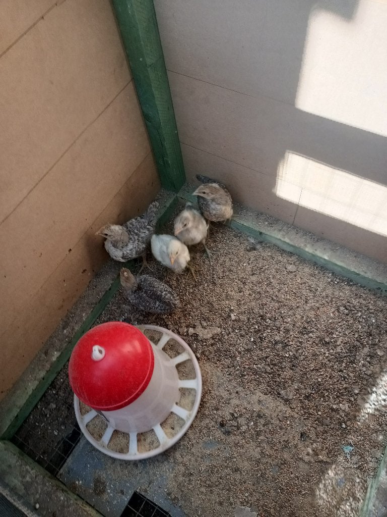 kuikens, Mâle, Poule ou poulet