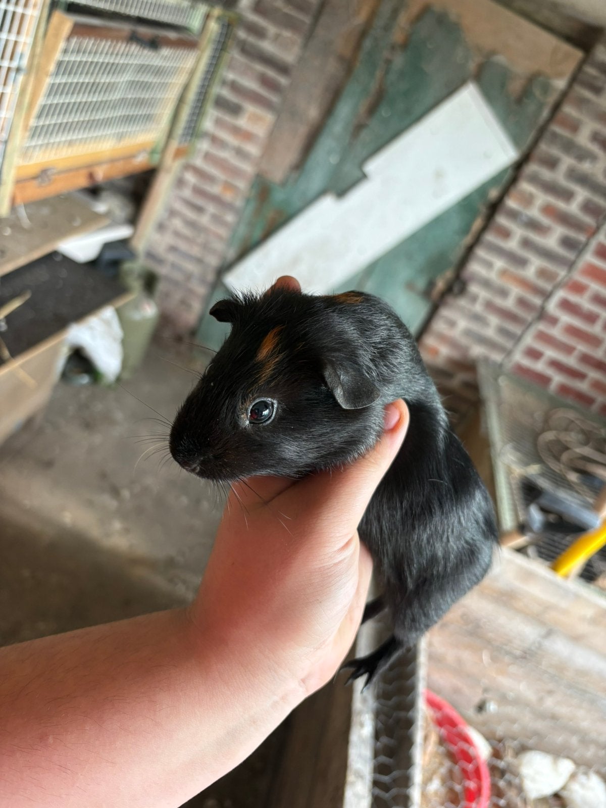 cavia vrouwlijk, Août, Domestique, Cobaye, Femelle