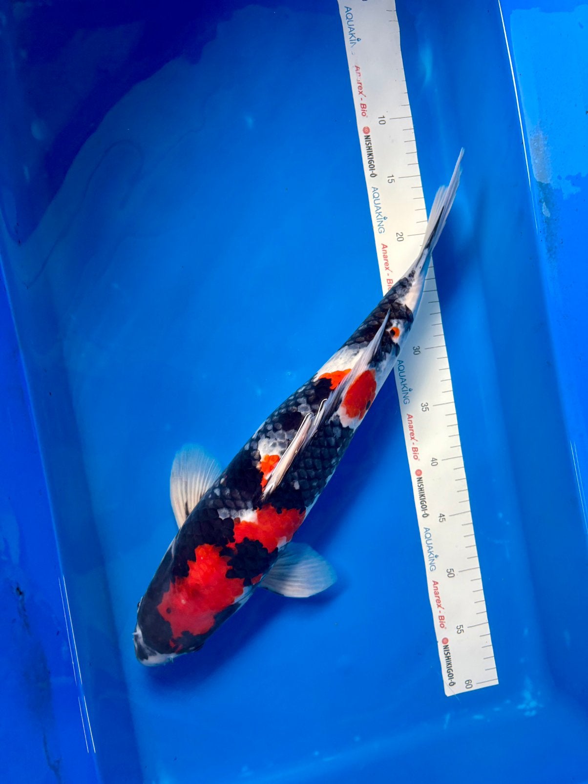 Prachtige Koi - Dainichi - 50/55 cm - 2024