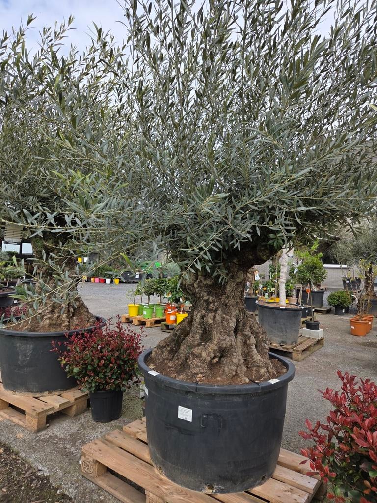 Olijfboom Olea Europaea Bonsai, Tuin en Terras, Ophalen, Olijfboom