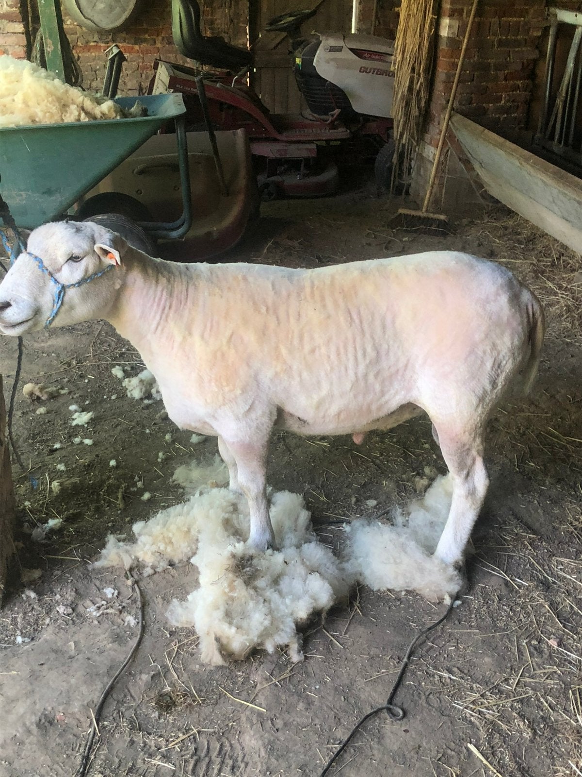Bélier. Swifter, Mâle, Mouton