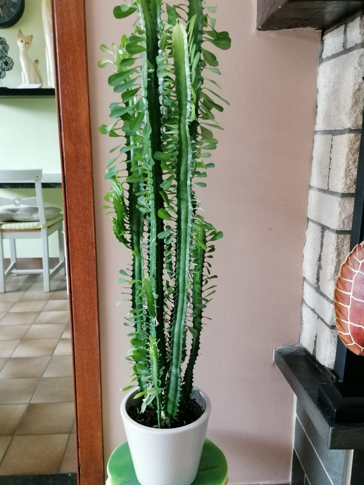 Gezonde grote cactus met voet., Huis en Inrichting, Woonaccessoires | Zuilen en Pilaren, Ophalen