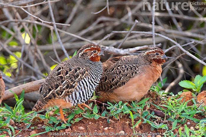 jungle bush kwartels, Dieren en Toebehoren, Meerdere dieren, Tropenvogel