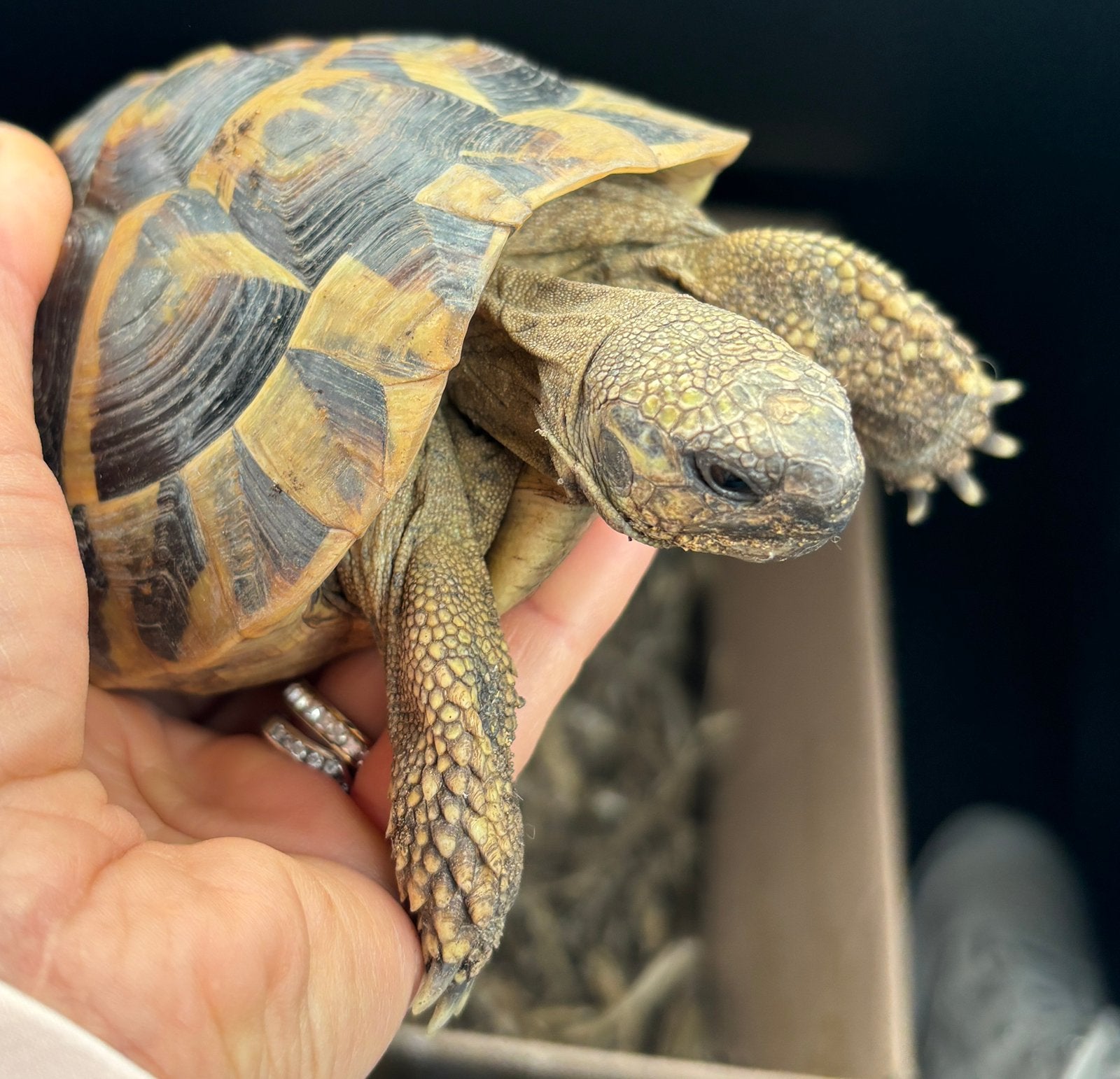 Perdue, Animaux & Accessoires, Enlèvement