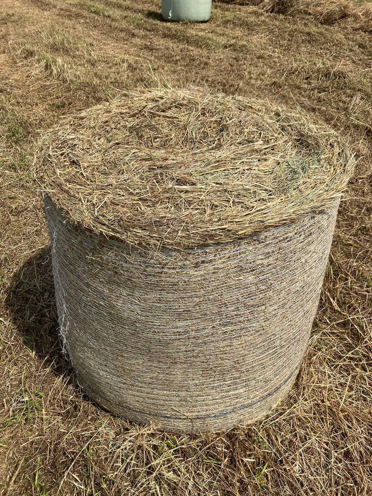Midi balen hooi, Dieren en Toebehoren, Opfok, 4 paarden of pony's of meer