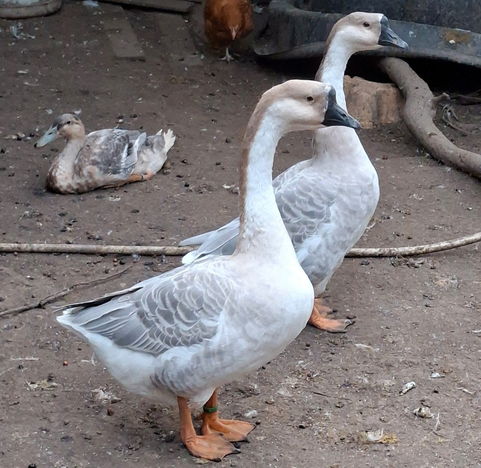 Couple d'oies de guinée lavande, Animaux & Accessoires, Plusieurs animaux, Oie ou Cygne