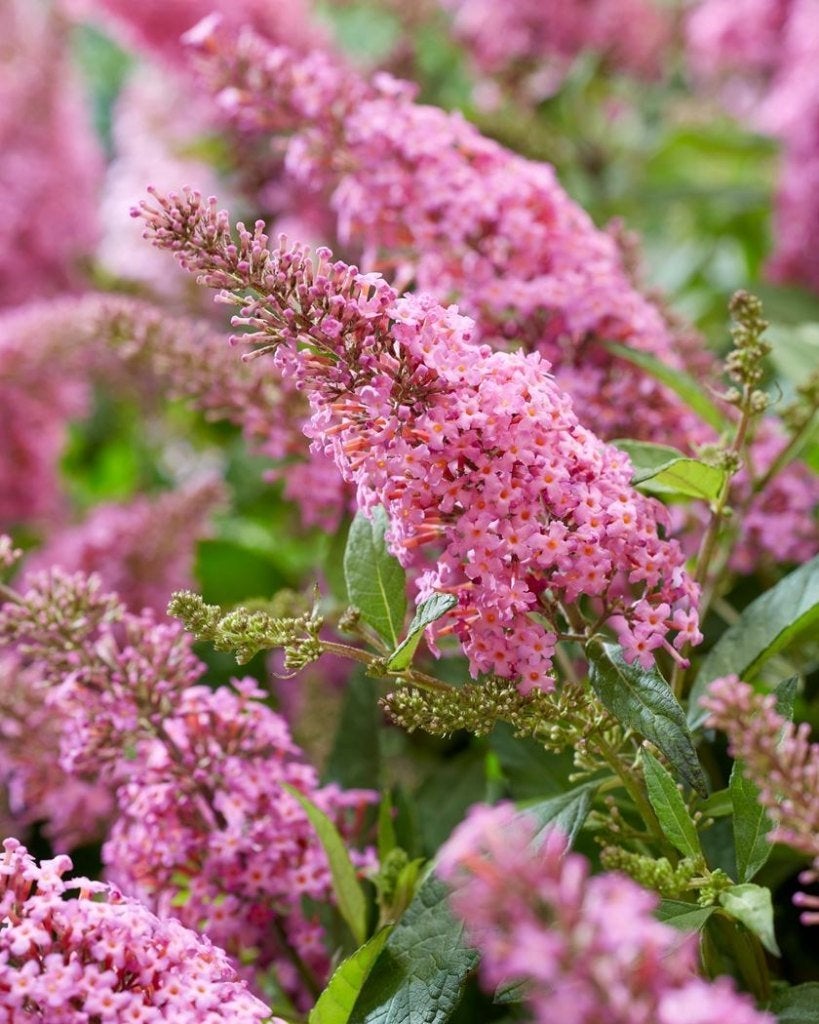 Vlinderstruik en Caryopteris, Ophalen, Vlinderstruik, Struik