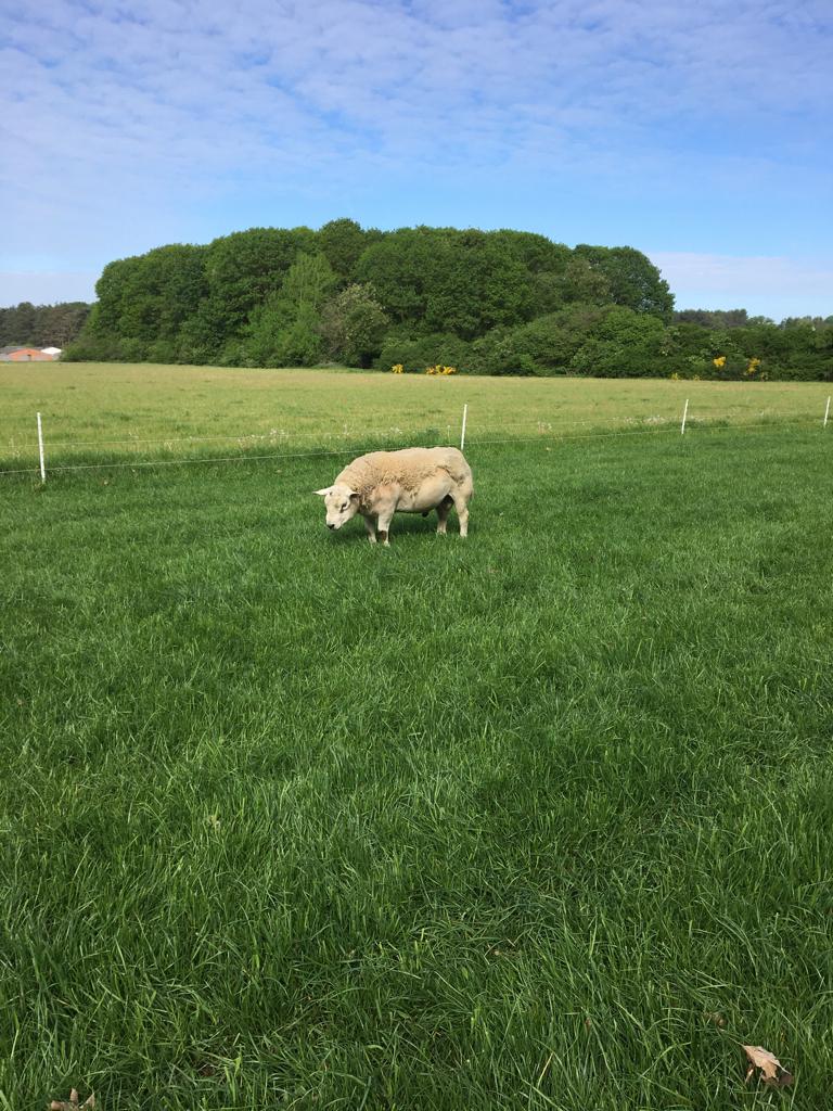 SCHAPEN BOK TE KOOP, Dieren en Toebehoren, Schapen, Geiten en Varkens, Mannelijk, Schaap, 0 tot 2 jaar