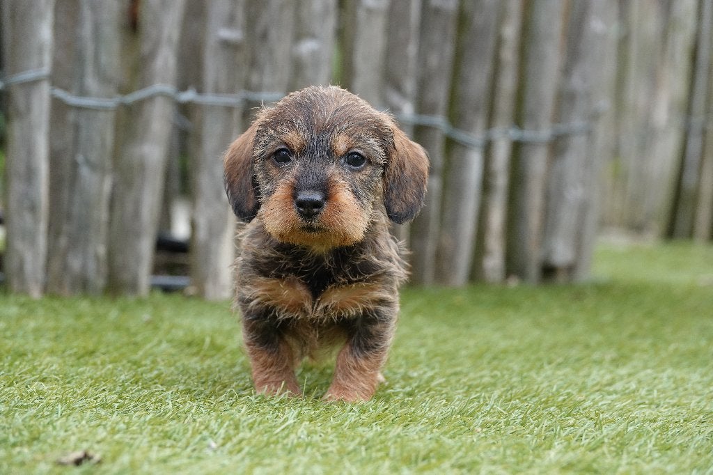 Magnifiques Teckels Nains à Poil Dur avec pedigree, Parvovirose, Poils durs, Plusieurs, Nain