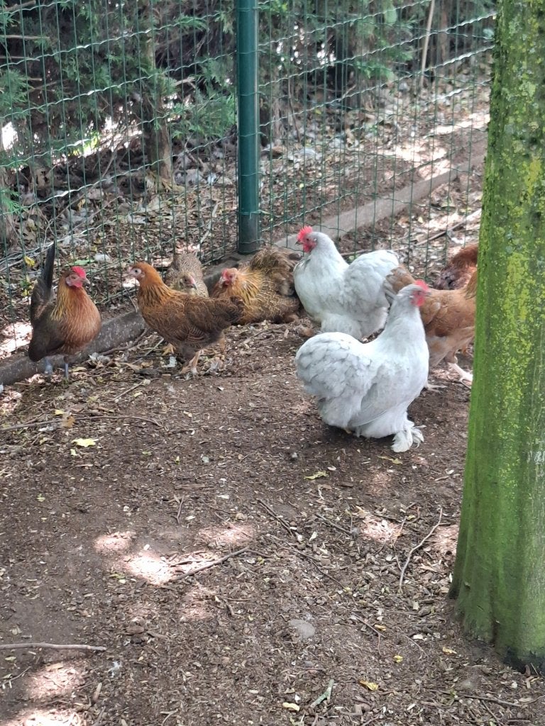 Sierkippen, Dieren en Toebehoren, Pluimvee, Meerdere dieren, Kip