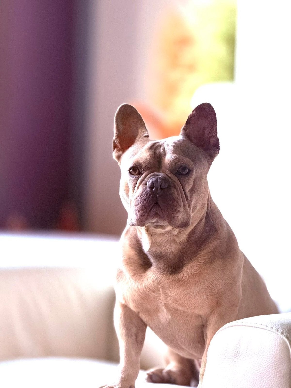 Franse bulldog, Dieren en Toebehoren, België, Fokker | Hobbymatig, Reu, Eén hond
