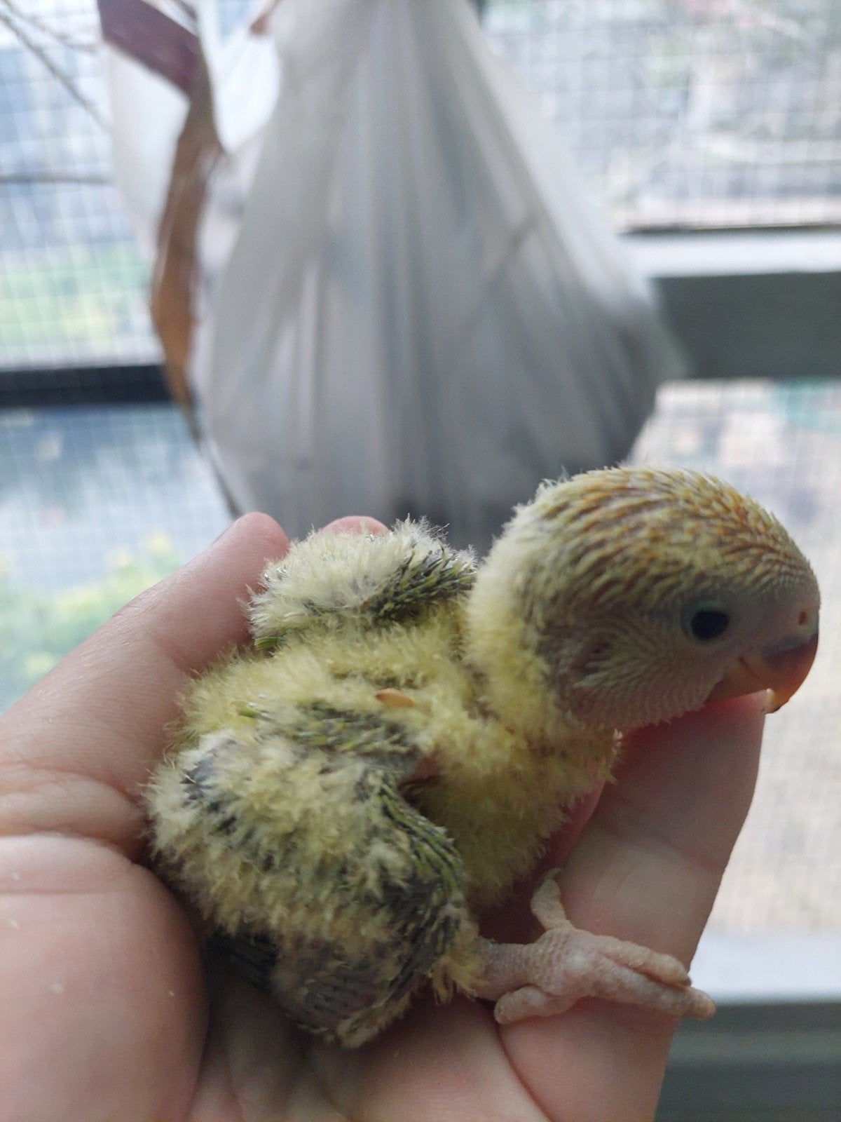 Roseicollie baby handtam, Geringd