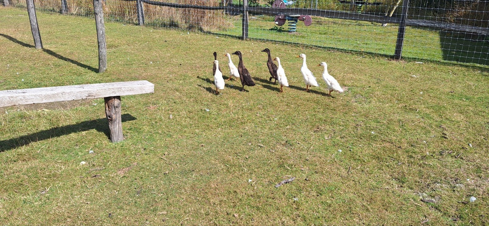loopeend kuikens, Dieren en Toebehoren, Pluimvee