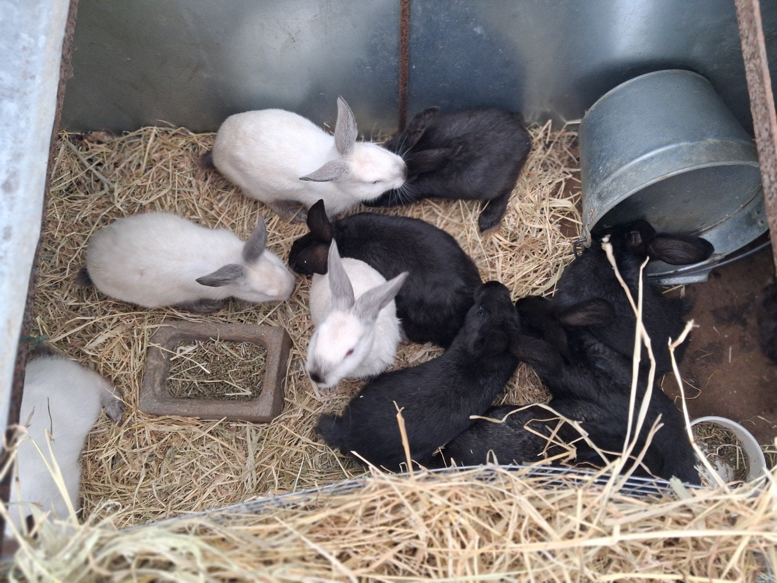 Vleeskonijnen nest van 12  (5euro per stuk), Grand