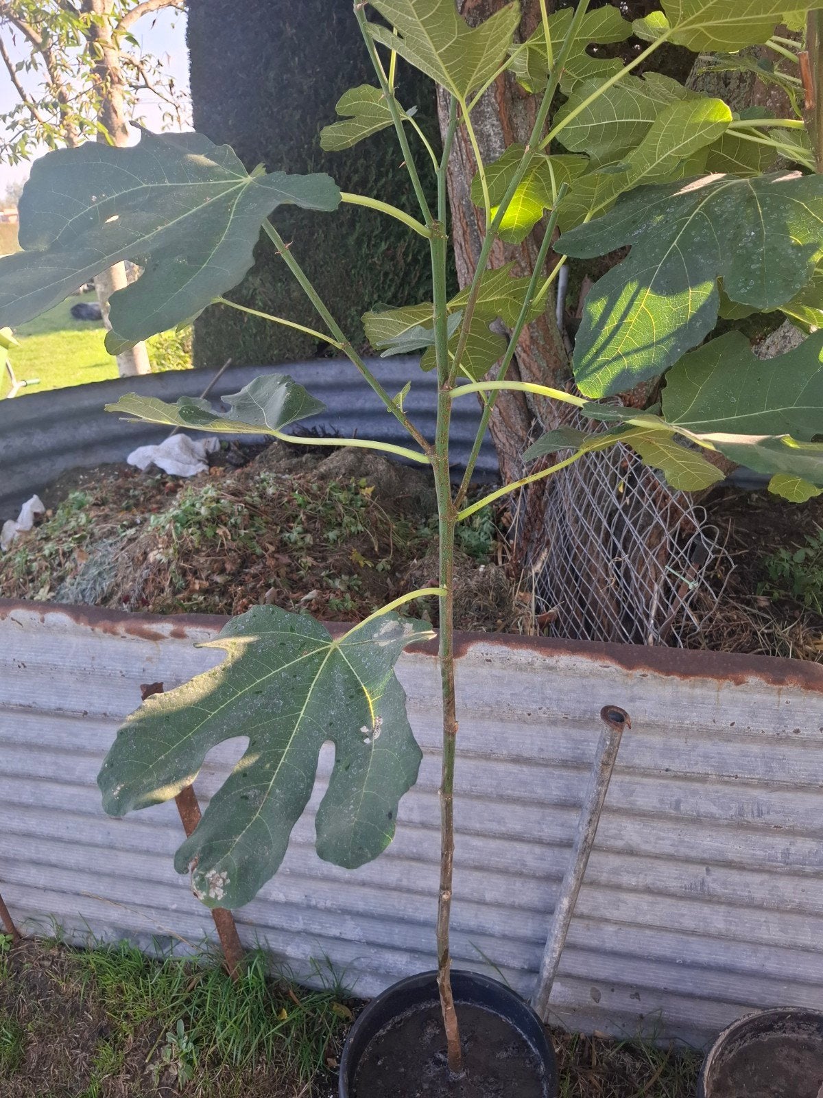 vijgenboom brown turkey, Jardin & Terrasse, Enlèvement, 100 à 250 cm, Figuier