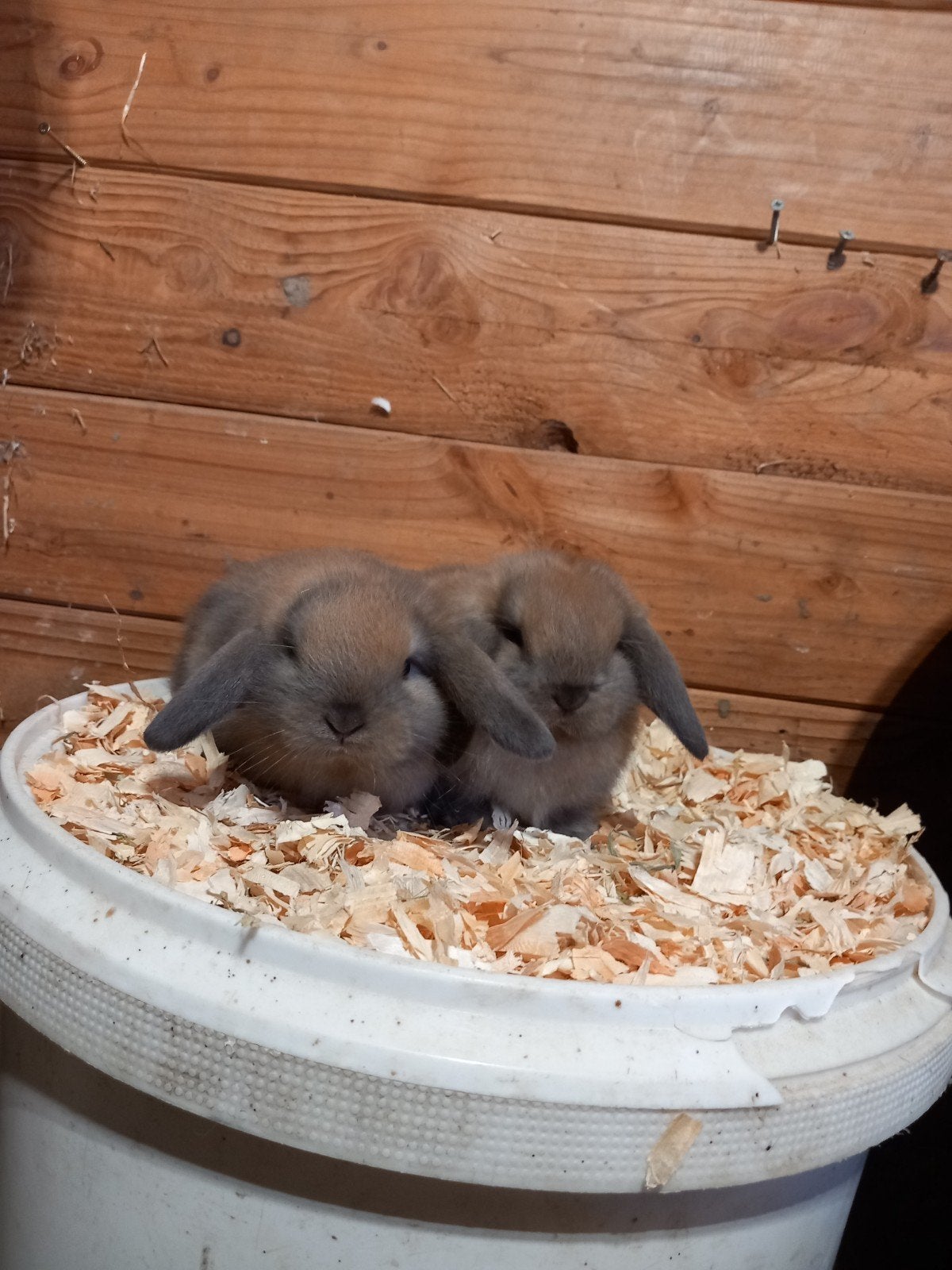 2 zeer mooie minilopjes, Meerdere dieren, Klein, Hangoor, 0 tot 2 jaar