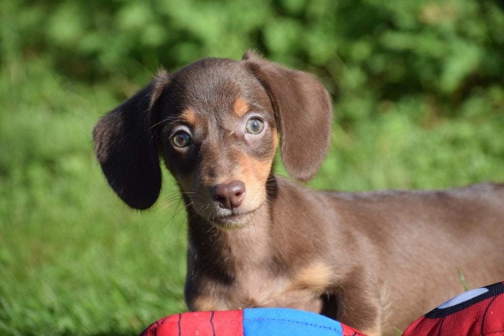 Teckel pups dashond, Dieren en Toebehoren, Honden | Teckels en Dashonden, België, 8 tot 15 weken, Korthaar, Dwerg
