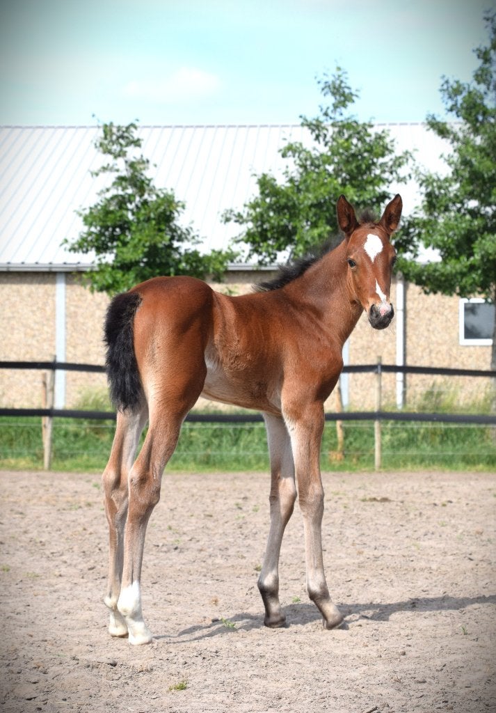 chique springveulen - merrie, Animaux & Accessoires, Chevaux, 165 à 170 cm, Avec pedigree, 0 à 2 ans, Jument