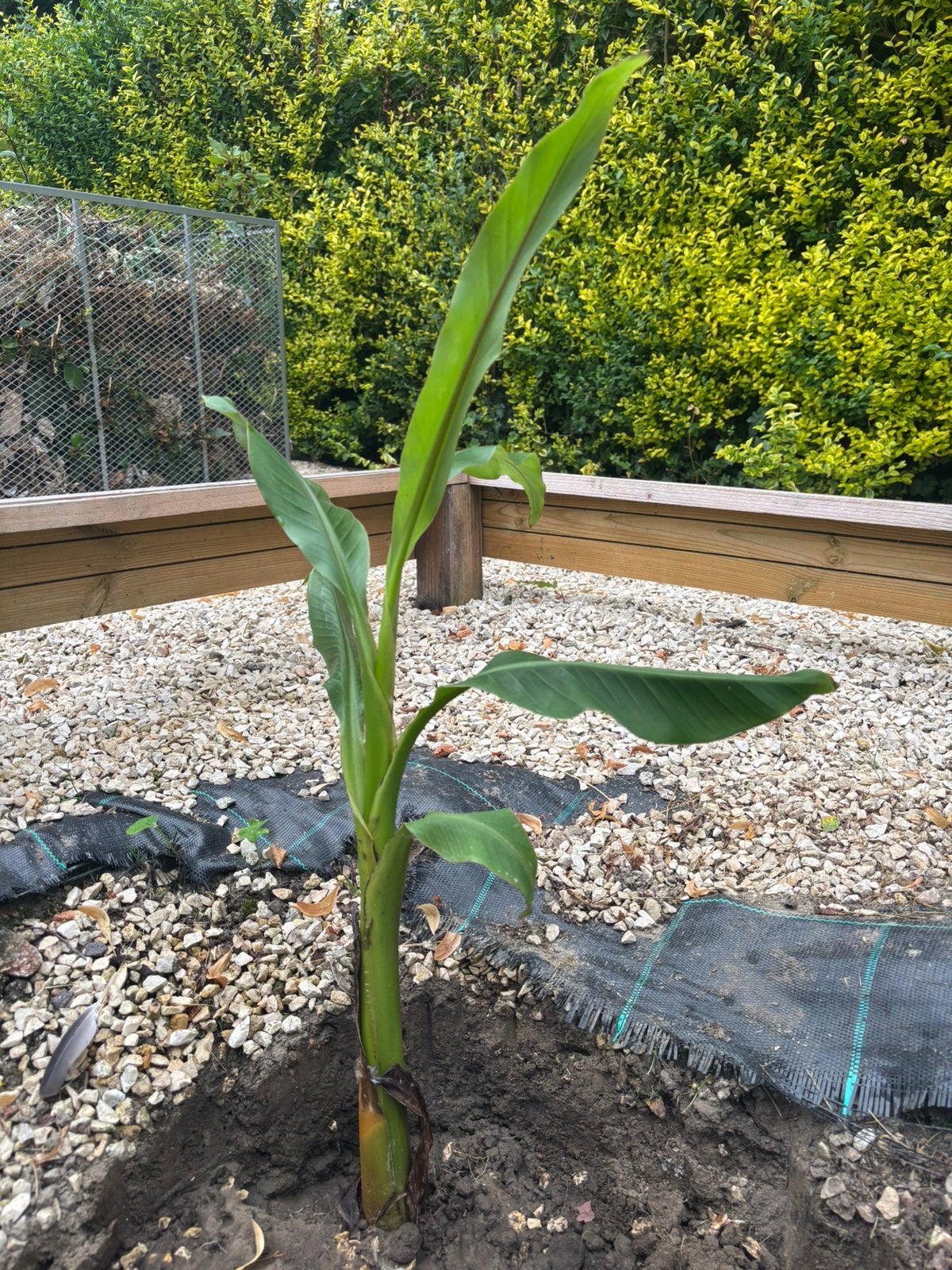 Bananen boom, Ophalen