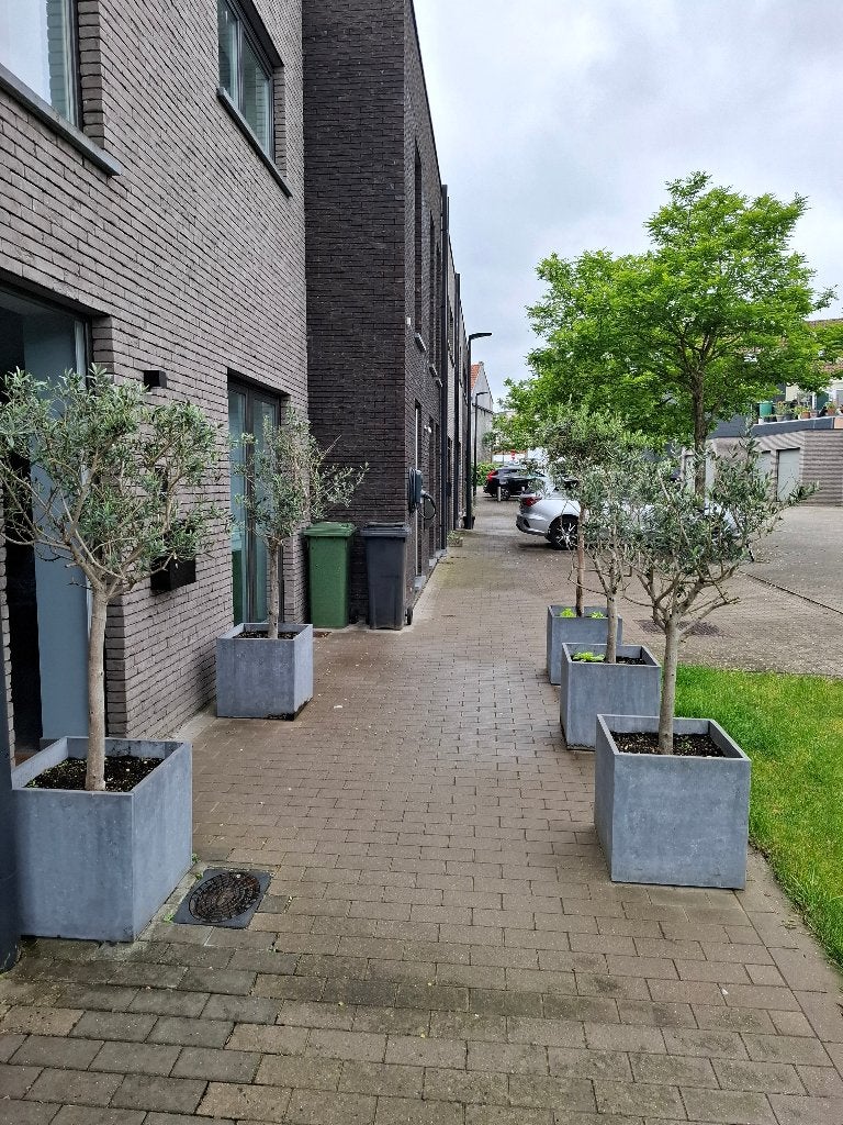 Olijfbomen, Ophalen, Olijfboom