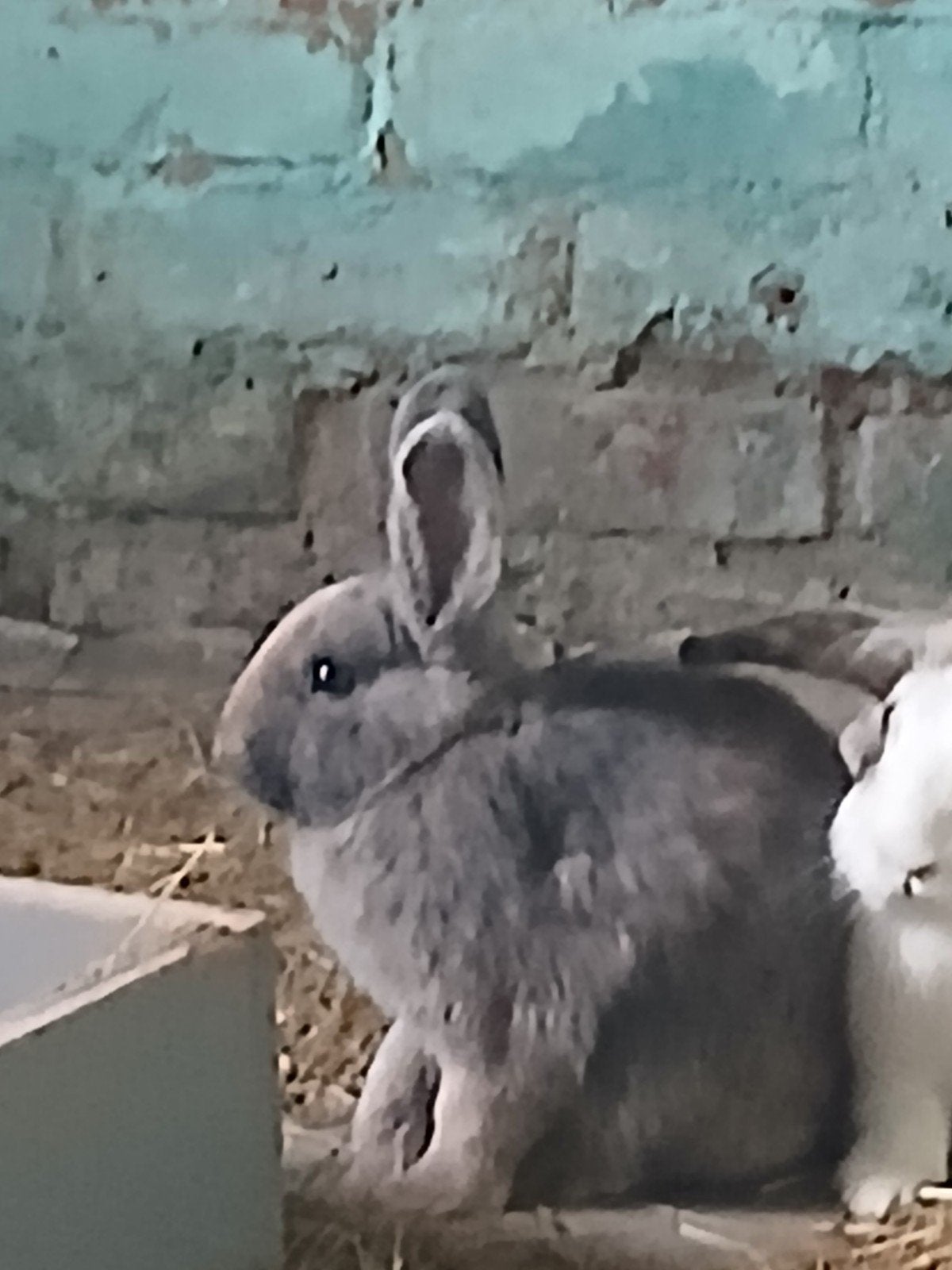mooi grijs konijn te koop, Dieren en Toebehoren, Vrouwelijk, Klein, 0 tot 2 jaar