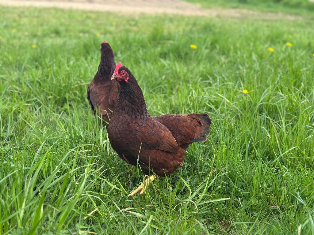 Jonge tamme Rhode Island Red kriel kippen gesekst en ingeënt, Dieren en Toebehoren, Pluimvee, Vrouwelijk, Kip