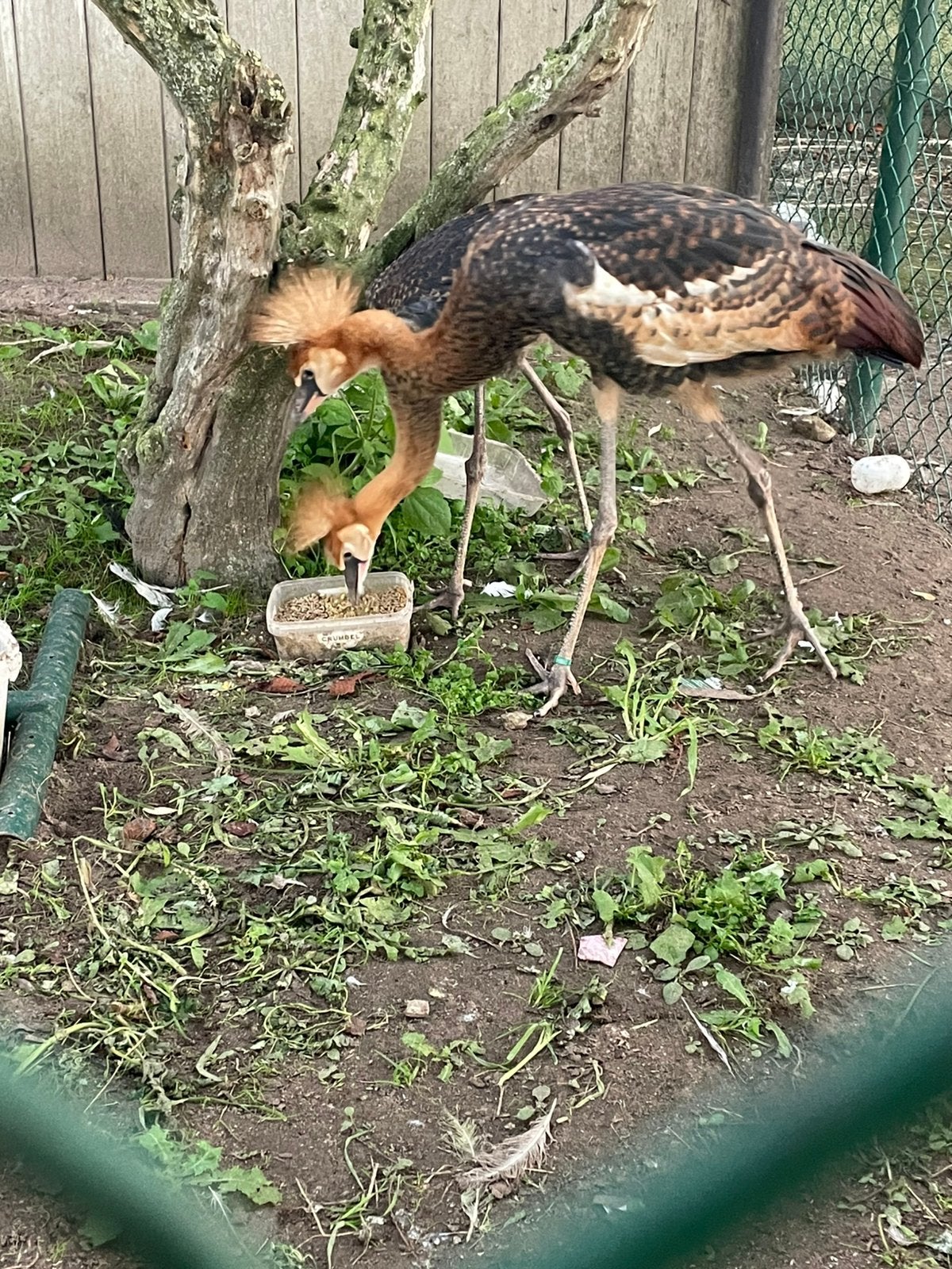 Kroonkraanvogels 6/2026, Dieren en Toebehoren