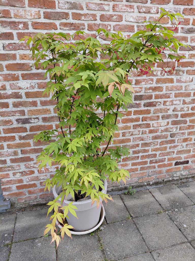 Érable du Japon/Acer palmatum Osakazuki, Jardin & Terrasse, En pot, Enlèvement, Ombre partielle, 100 à 250 cm