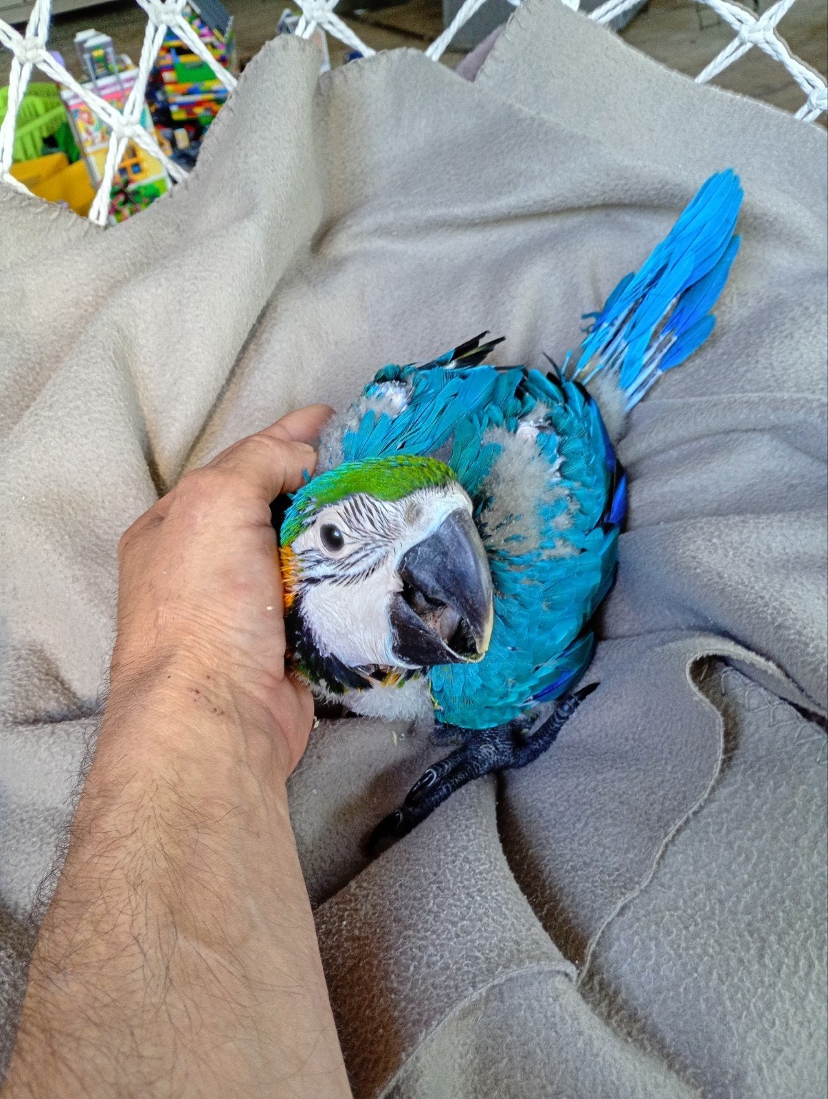 Blauw gele ara