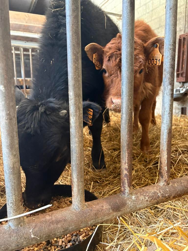 Dexter / mini koe, Dieren en Toebehoren, Runderen, Vrouwelijk, 0 tot 2 jaar