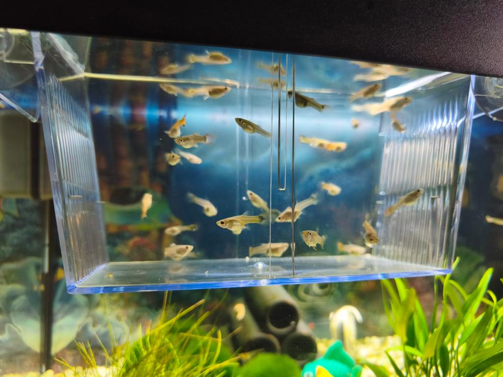 Guppy vrouwtjes, Dieren en Toebehoren, Vissen | Aquariumvissen