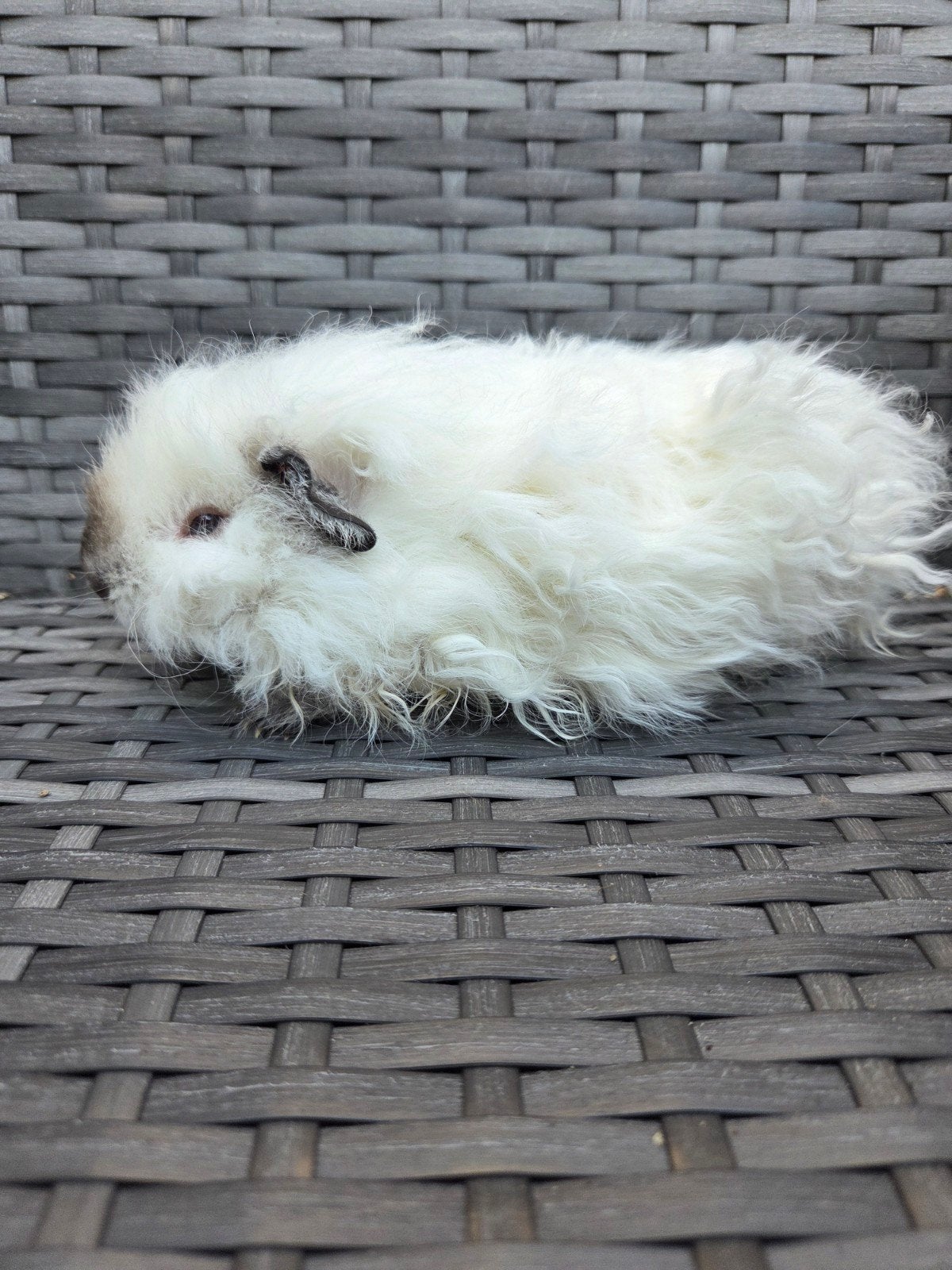 Nederland jong cavia beertje, Mâle, Domestique, Mai, Cobaye