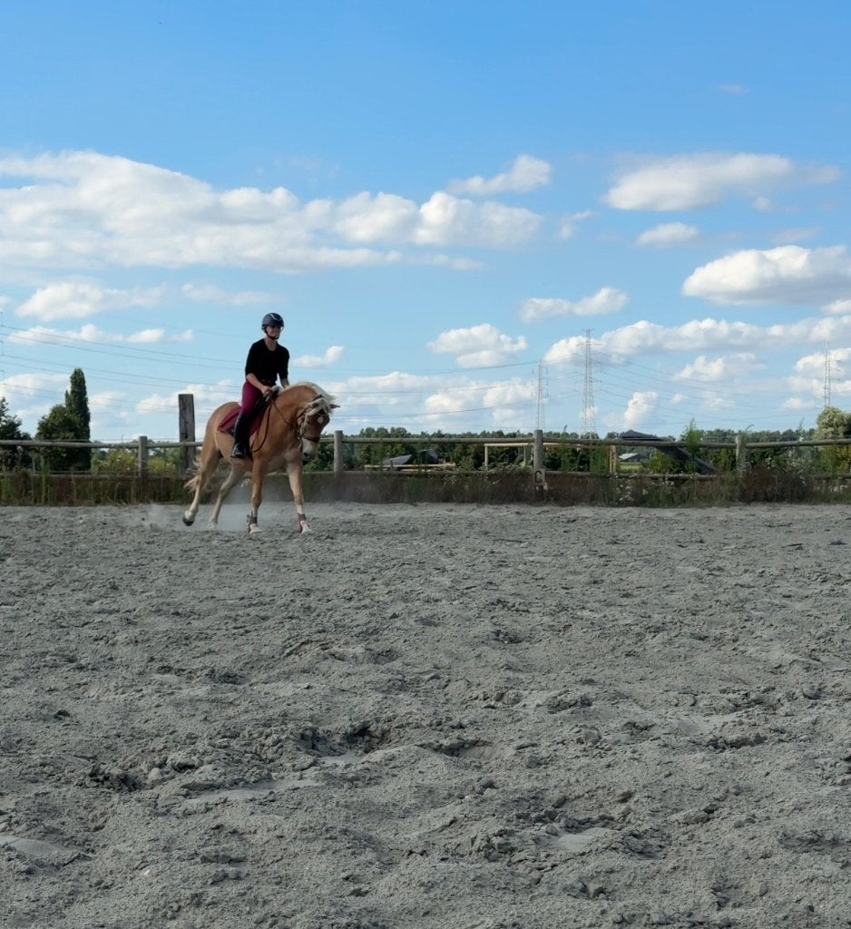 Halve stal gezocht, Dieren en Toebehoren, Paarden, Minder dan 160 cm, Ruin, Zadelmak, 3 tot 6 jaar