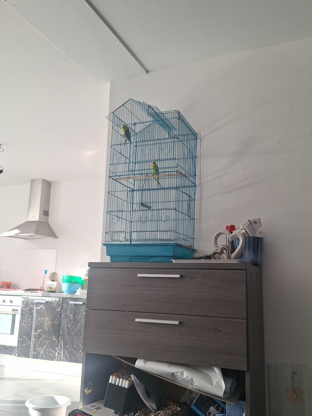perruche ondulé, Animaux & Accessoires, Enlèvement