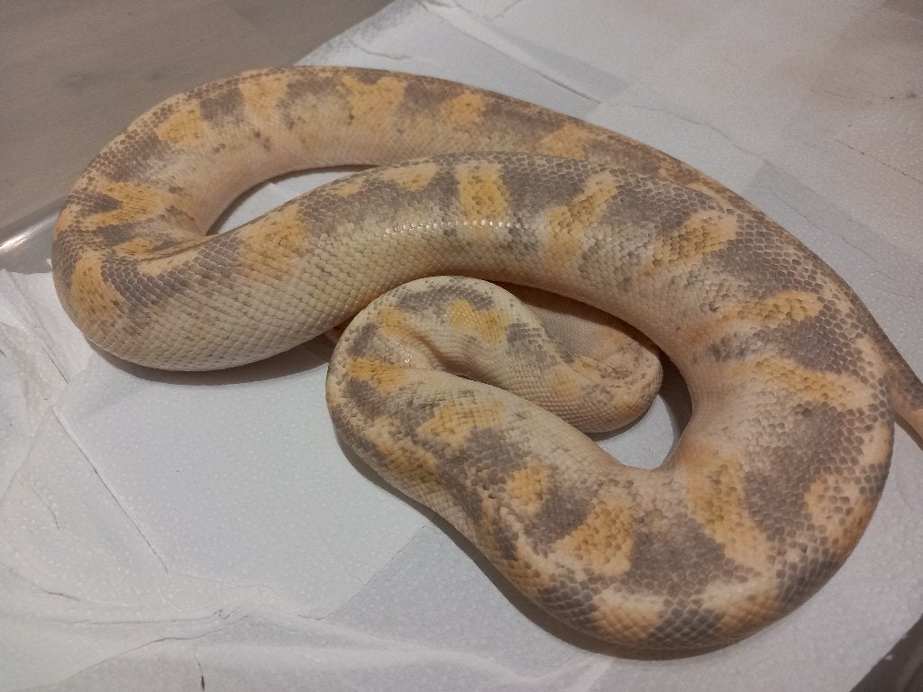 Ball pythons, Dieren en Toebehoren, Reptielen en Amfibieën, Slang, Tam, 3 tot 6 jaar