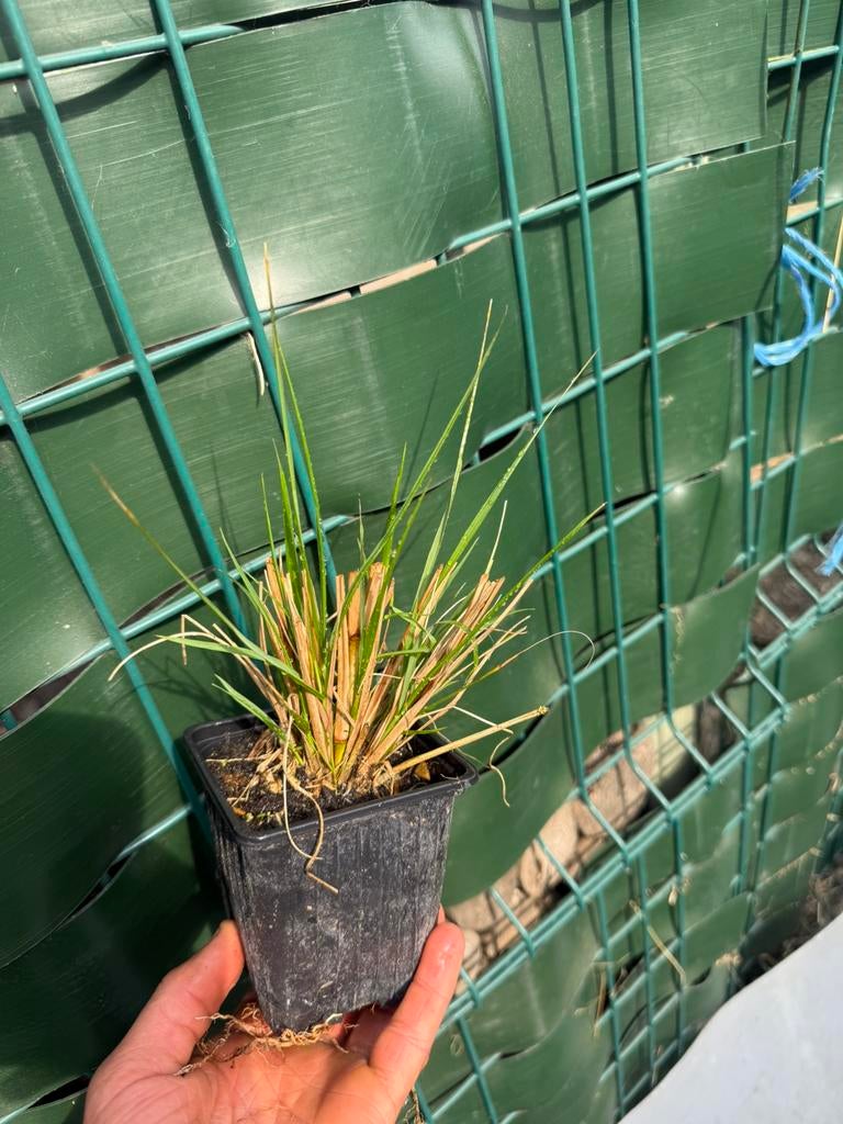 Laaste pennisetum hameln, Tuin en Terras, Planten | Tuinplanten, Ophalen