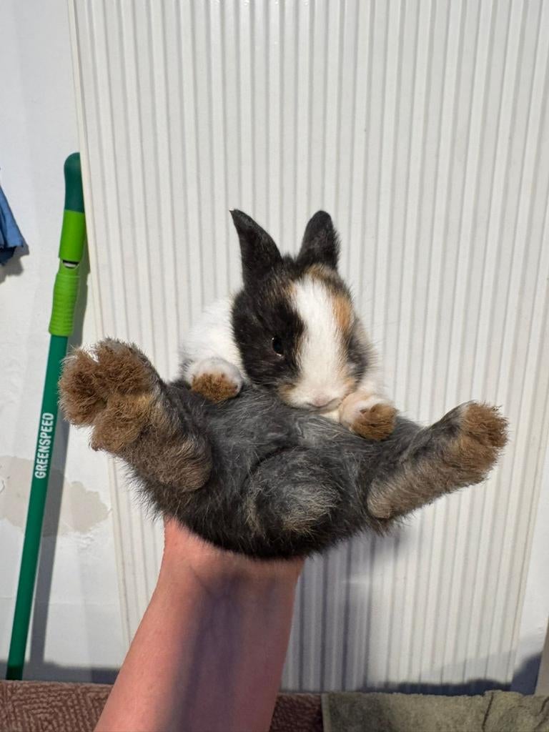 Lieve konijntjes zoeken een nieuw nestje, Dieren en Toebehoren, Konijnen, Meerdere dieren, Middelgroot, Hangoor, 0 tot 2 jaar