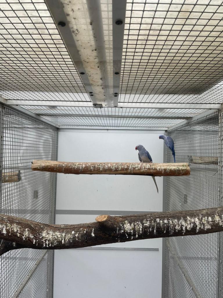 kweekkoppel halsbandparkieten wkws, Dieren en Toebehoren, Papegaai